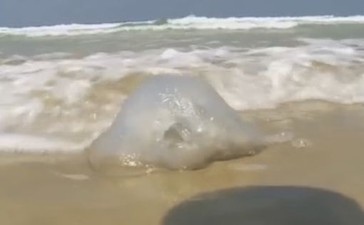 Медузы покидают пляжи Израиля