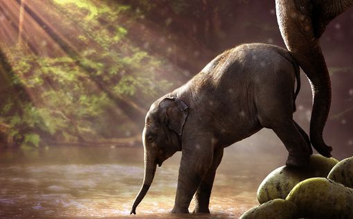 Фонд Дэвида Шелдрика спас более 200 слонов