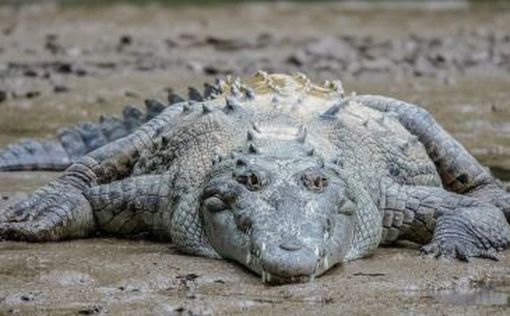 Мексика: 200 крокодилов вышли погулять