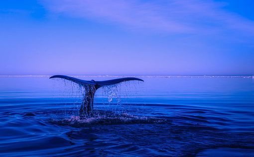 Самый редкий в мире кит выбросился на пляж в Новой Зеландии