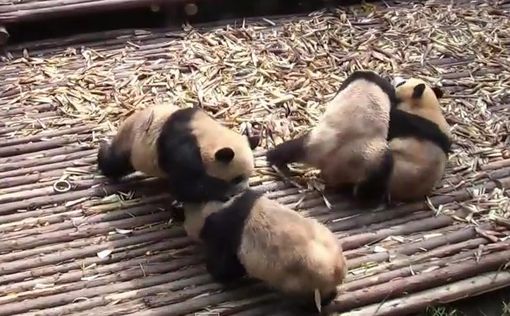 Милое видео о том, как панды делили бамбук