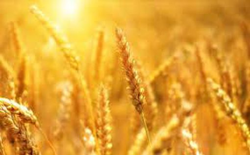 Зеленский: глобальные поставки зерна сократятся из-за России
