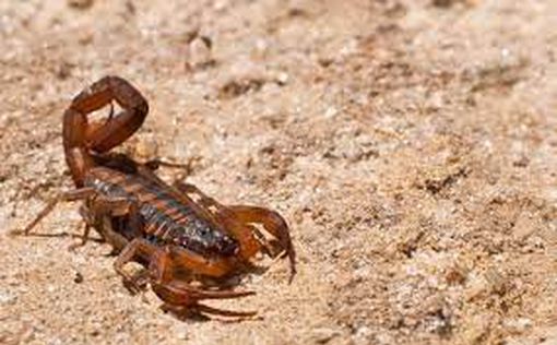 На юге Израиля мужчину ужалил скорпион