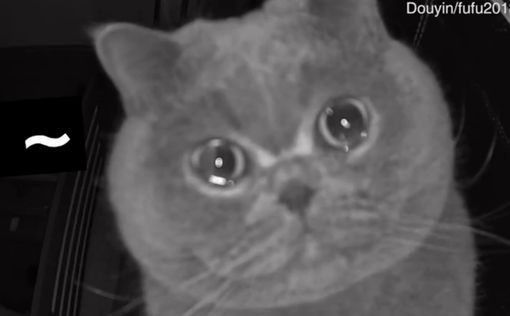 Кот расплакался от тоски по хозяйке (видео)