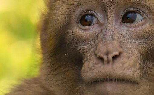 Таиланд обвиняют в использовании принудительного труда обезьян для сбора кокосов