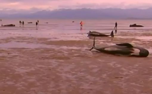 В Новой Зеландии еще 200 дельфинов выбросились на берег