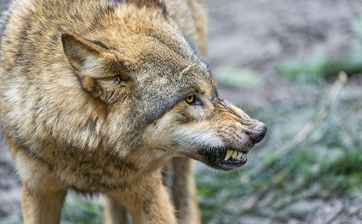Канада: волк хотел полакомиться туристом, убитым медведем