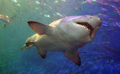 У побережья Флориды заметили аномально огромную акулу