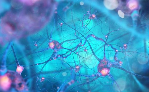 Ученые опровергли миф: нервные клетки восстанавливаются