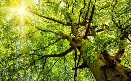 Ученые научились ускорять рост деревьев