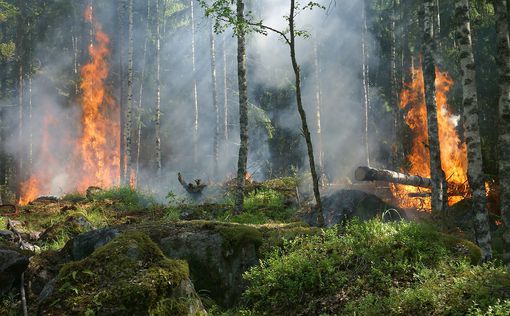 Лесные пожары на Кипре: четверо погибших