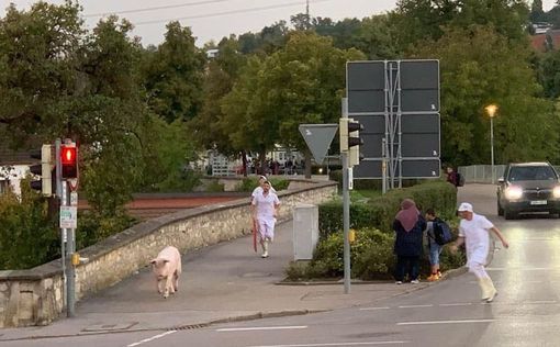 В Германии свинья сбежала из мясной лавки | Фото: BILD