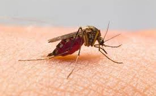 В Израиле выявлены комары с вирусом лихорадки Западного Нила