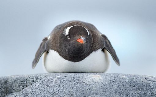 Найдена "семья" пингвинов из 1,5 млн. особей