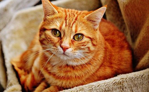 15% кошек в Ухане заражены новым штаммом COVID-19