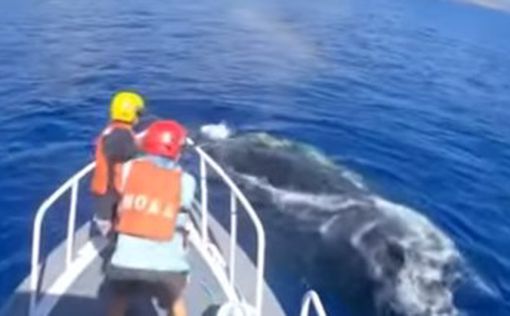 На Гавайях освободили кита из "мусорной ловушки"