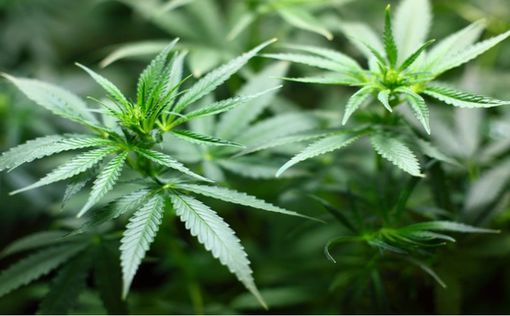 230 тонн: в США нашли склады с нелегальной марихуаной