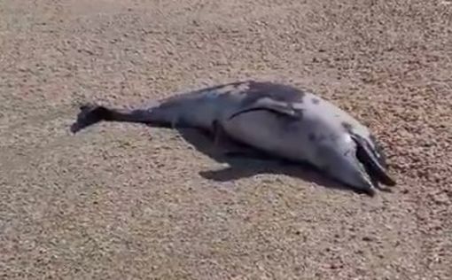 Видео: в районе Явне-Ям найден мертвый дельфин