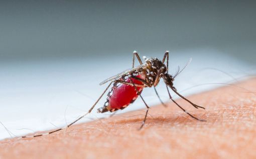 Стало известно о втором зараженном лихорадкой денге