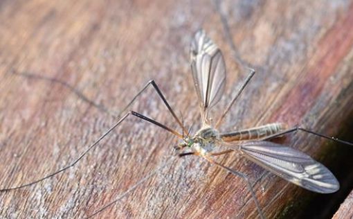 В Израиле стремительно распространяется желтолихорадочный комар