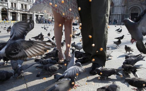 Британскую студентку оштрафовали за кормление голубей