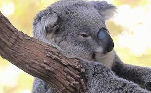 Австралия объявила коалу вымирающим видом