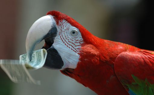 Миллионерша завещала 100 000 долларов 32 попугаям
