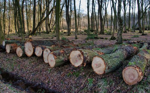 Вырубка лесов: закон ЕС запрещает товары, связанные с уничтожением деревьев