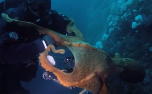 Гигантский осьминог чуть не задушил дайвера в Тихом океане