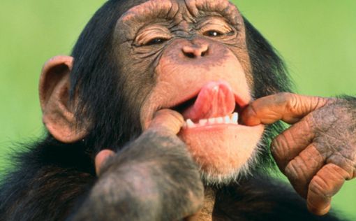 Найдено главное отличие мозга человека от мозга шимпанзе