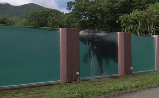 В японском зоопарке построили прозрачный бассейн для слонов