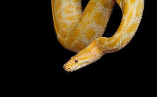 В Австралии 4,5-метровая змея напала на ребенка