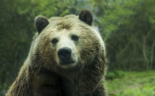 В Румынии медведи терроризируют целый город