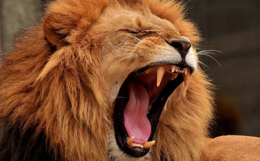 Африканские животные считают этого хищника опаснее льва  – видео