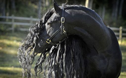 Найден самый прекрасный конь в мире
