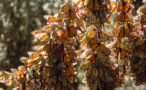 Бабочки-монархи "захватили" американский город
