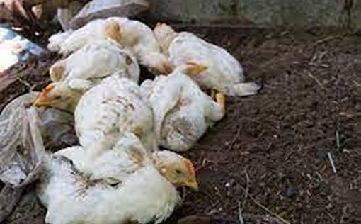Птичий грипп обнаружен на ферме в Биньямине