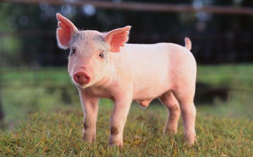 Органы человека будут выращивать в теле свиней