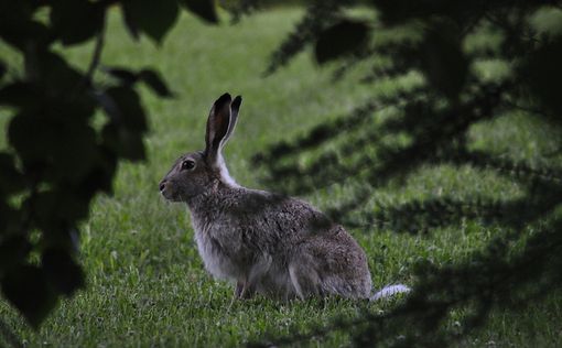В Новой Зеландии на Пасхальной охоте убили 10 000 кроликов