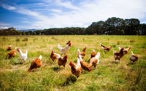 В Израиле будут выращивать курятину без куриц