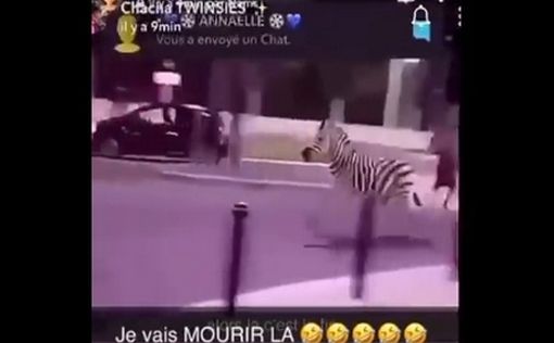 В Париже разгромили зоопарк: слоны, львы, зебры и гориллы мечутся по улицам