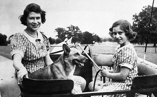 Королева Елизавета II решила больше не заводить собак