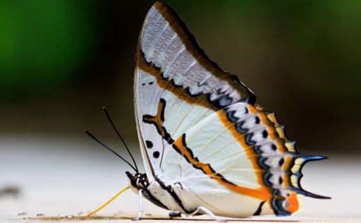 Австралиец прожил 28 дней, питаясь бабочками и мидиями