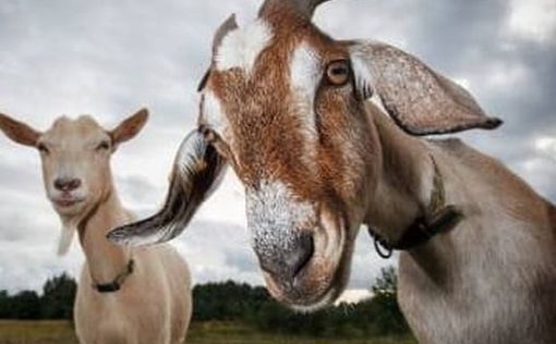 В Верхней Галилее обнаружена зараженная бешенством коза