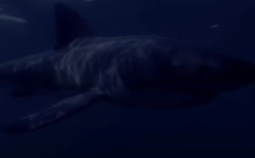 В Италии поймали акулу без кожи и зубов