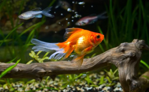 Золотые рыбки грозят экологической катастрофой