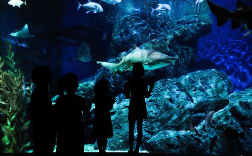 Парижский аквариум предлагает "ночь с акулами"