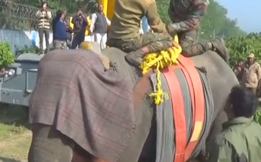 В Индии слон убил человека