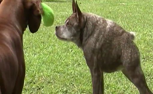 Собаку Квази Модо выбрали самой уродливой в Америке