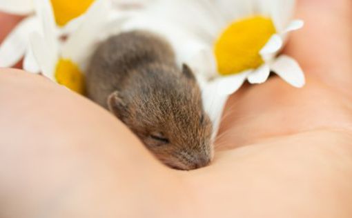 Ученым удалось с помощью ультразвука погрузить мышей в спячку